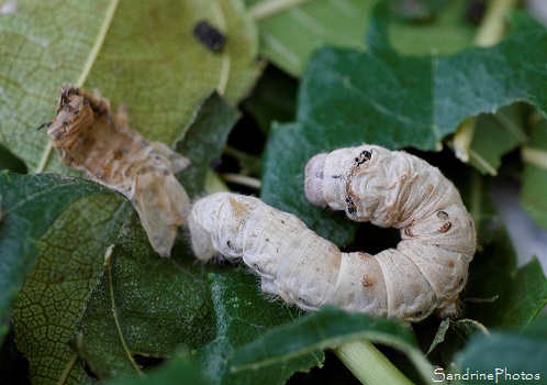 Jour 35, élevage de vers à soie, Bombyx du Mrier, Bombyx mori, Papillons de nuit, Bouresse 86, Musée de la Soie, Saint-Hippolyte du Fort (48)