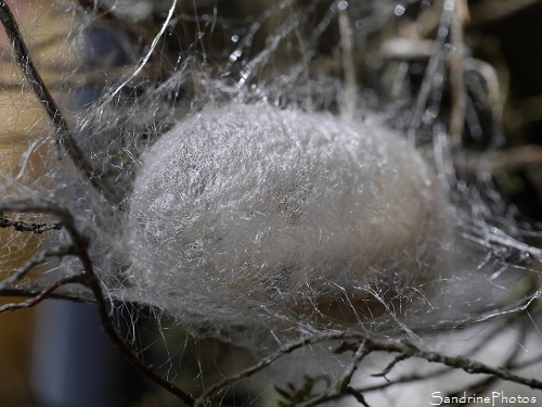 Jour 51 - élevage de vers à soie, Bombyx du Mrier, Bombyx mori, Papillons de nuit, Bouresse 86, Musée de la soie, Cévennes 30 (47)