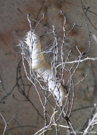 Jour 51 - élevage de vers à soie, Bombyx du Mrier, Bombyx mori, Papillons de nuit, Bouresse 86, Musée de la soie, Cévennes, Gard 30 (52)