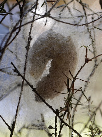 Jour 53 - élevage de vers à soie, Bombyx du Mrier, Bombyx mori, chenille tissant son cocon, Papillons de nuit, Bouresse 86, Musée de la soie, Cévennes (27)