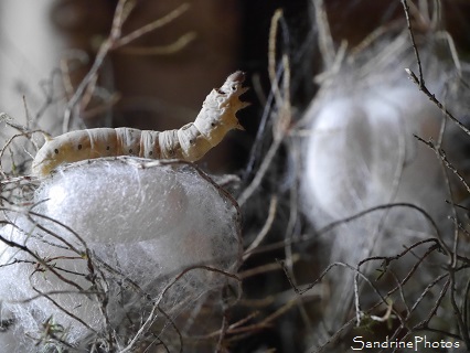 Jour 64, tous les cocons de Bombyx du Mrier sont faits, Elevage de vers à soie, Bouresse (17)