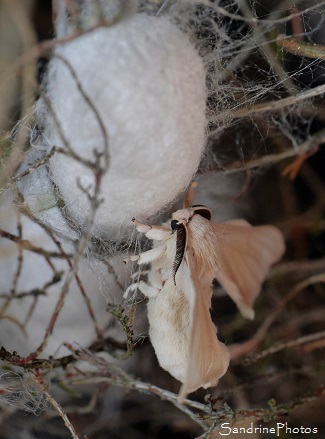 Jour 70, naissance des premières papillons, Bombyx du Mrier, Vers à soie, élevage, Bouresse (9)