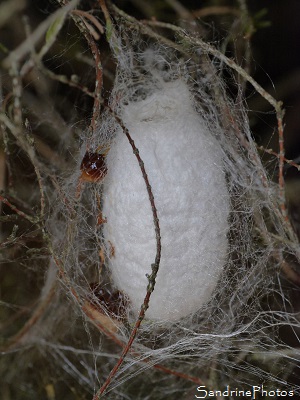 Jour 70, naissance des premiers papillons, Cocon, Bombyx du Mrier, Vers à soie, élevage, Bouresse, Poitou-Charentes (23)