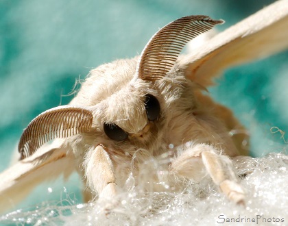 Jour 71, Naissance de Bombyx du Mrier, Bombyx mori, Papillons de nuit, élevage de vers à soie, Bouresse, 86, Poitou-Charentes(69)