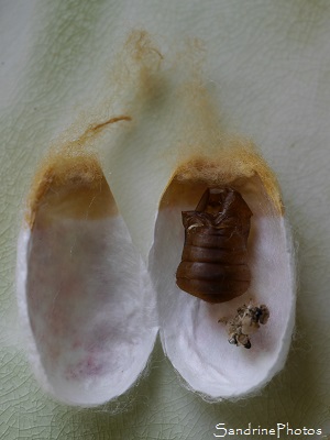 Jour 71, Naissance de Bombyx du Mrier, Bombyx mori, Papillons de nuit, élevage de vers à soie, Cocons, Bouresse, Sud-Vienne, 86, Poitou-Charentes(54)