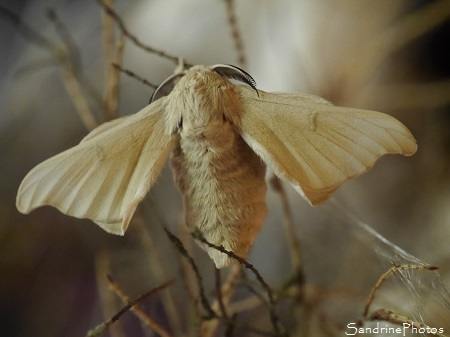 Jour 72 - Naissance des Bombyx du mrier, Elevage de vers à soie, Filature, Papillons de nuit, Bouresse, Vienne 86 (5)