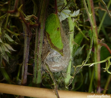 Jour des premiers cocons de chenilles de petit paon de nuit 29 juin 2012 Les chenilles ont 50 jours Bouresse Poitou-Charentes 