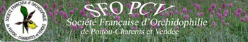 jpg_SFO-PCV-Bannière Société Française d`Orchidophilie Poitou-Charentes et Vendée