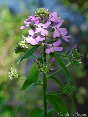 Fleurs sauvages violettes à bleues - Page 4 - SandrinePhotos Esprit Nature