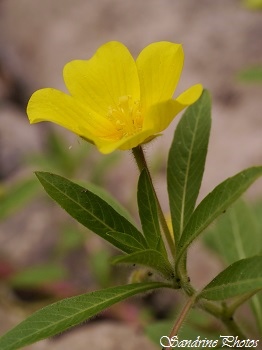 Jussie à grandes fleurs, Ludwigia grandiflora, La Grenaudière - Persac, Poitou-Charentes(31)