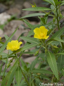 Jussie à grandes fleurs, Ludwigia grandiflora, La Grenaudière - Persac, Poitou-Charentes (34)