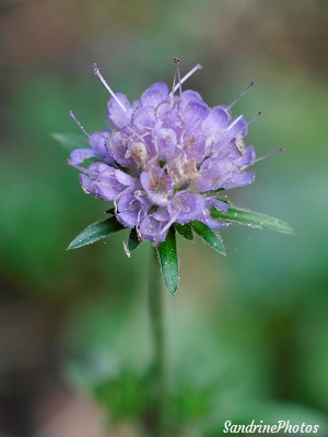 Knautie des bois, Knautia dipsacifolia, Knautie à feuilles de cardère, Fleurs sauvages rose lilas, Refuge LPO La Planchette, Queaux, Sud Vienne janvier 2020 (13)