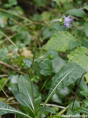 Knautie des bois, Knautia dipsacifolia, La Planchette, Queaux (44)