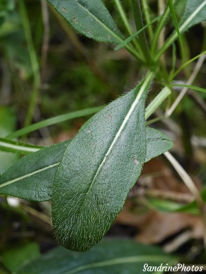 Knautie des bois, Knautia dipsacifolia, La Planchette, Queaux Sud Vienne (41)