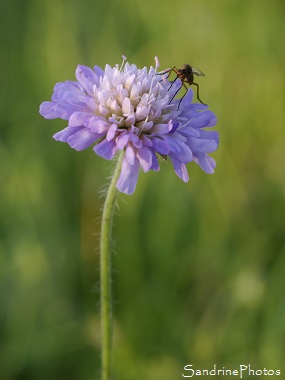 Knautie des champs, Knautia arvensis, Fleurs sauvages lilas bleu, Blue wild flowers, Jardin, Le Verger, Bouresse 86, Sud-Vienne, Biodiversité en région Nouvelle Aquitaine (34)