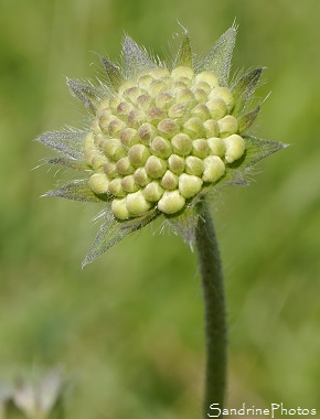 Knautie des champs, Knautia arvensis, Fleurs sauvages lilas bleu, Blue wild flowers, Jardin, Le Verger, Bouresse 86, Sud-Vienne, Biodiversité en région Nouvelle Aquitaine (53)