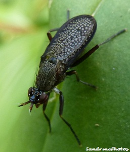 La corémacère marginée, Coremacera marginata- snail-killing fly, marsh flies, Sciomyzidae, Bouresse, Poitou-Charentes