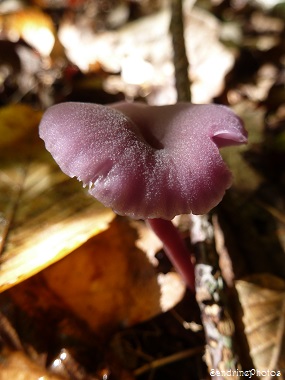 Laccaire améthyste, Laccaria amethystina, Promenade en forêt-20 octobre 2013 PF(11)