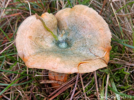 Lactaire délicieux, Lactarius deliciosus, Champignons comestibles, Sud Vienne 86 (4)