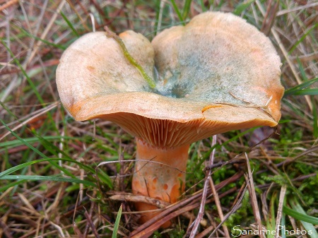 Champignons urbains… et délicieux