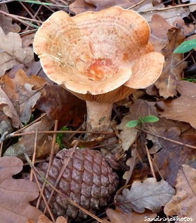 Lactaire délicieux- Lactarius deliciosus, Champignons, mushrooms, Bouresse Poitou-Charentes 28 nov 2011 (51)