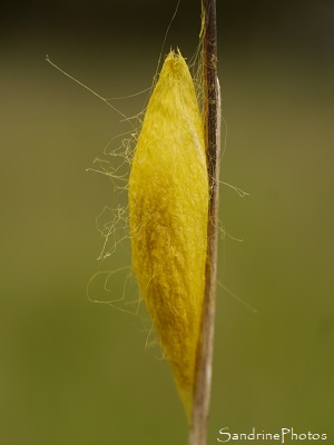 La Divisée, la Phalène blanche, la Surlignée, Sinea lineata, Cocon de soie jaune vif, Refuge LPO Le Verger, Bouresse