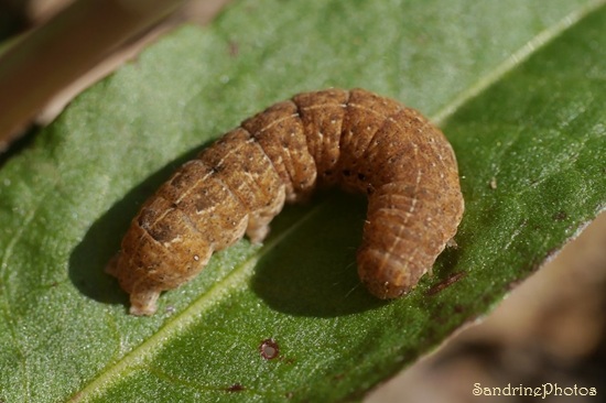 La Frangée, Noctua fimbriata sur Oseille sauvage, La Planchette, Queaux (15).jpg