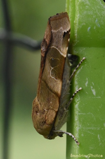 La Frangée, Noctua frimbriata, Papillons de nuit, Noctuidae, Noctuinae, Le Verger, Bouresse (16).jpg