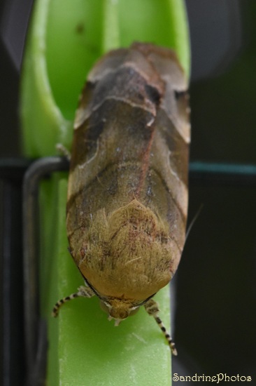 La Frangée, Noctua frimbriata, Papillons de nuit, Noctuidae, Noctuinae, Le Verger, Bouresse (17).jpg