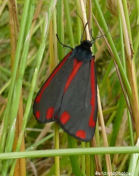 La Goutte de sang, Tyria jacobaeae, Ecaille du sénéçon, Arctiidae, Papillon de nuit, Mothes ans butterflies, Bouresse, Jardin, 28 juin 2013 (18)