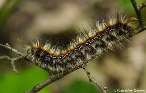 Laineuse du chêne ou du Prunellier, Eriogaster catax, Bombyx evérie, Papillons de nuit, Forêt de Lussac (11)