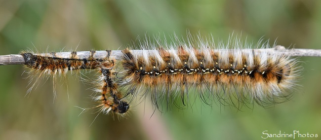 Laineuse du prunellier, Eriogaster catax, Chenille de Bombyx du prunellier, Balade sur le sentier de la Fosse au loup, Persac (122)