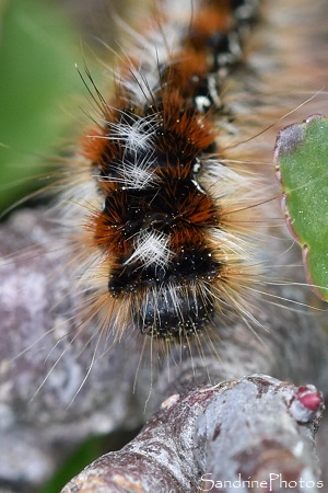 Laineuse du prunellier, Eriogaster catax, Chenille de Bombyx du prunellier, Balade sur le sentier de la Fosse au loup, Persac (123)