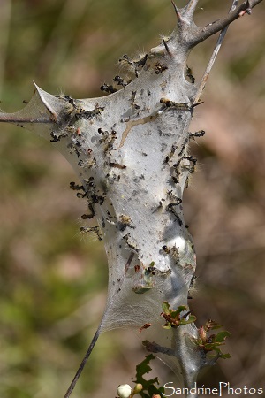 Laineuse du prunellier, Eriogaster catax, Lasiocampidae, Nid de Chenilles de Laineuse du prunellier, Balade sur le sentier de la Fosse au loup, Persac (115)