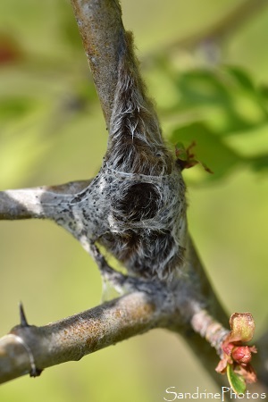 Laineuse du prunellier, Eriogaster catax, Lasiocampidae, Ponte d`oeufs, Chenilles de laineuse du prunellier, Balade sur le sentier de la Fosse au loup, Persac (114)