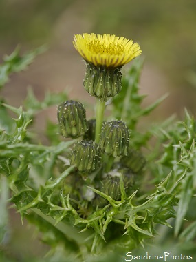 Laiteron glauque, Sonchus asper subsp. glaucescens, Chardon jaune feuilles épineuses, Bouresse, Le Verger, Biodiversité en Région Aquitaine Limousin Poitou-Charentes (63)