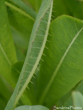 Laitue scariole, Lactuca serriola, Forme integrifolia à feuilles entières épineuses, Jardin, Le Verger, Bouresse 86, Sud-Vienne, Poitou, Biodiversité en région Nouvelle Aquitaine (76)