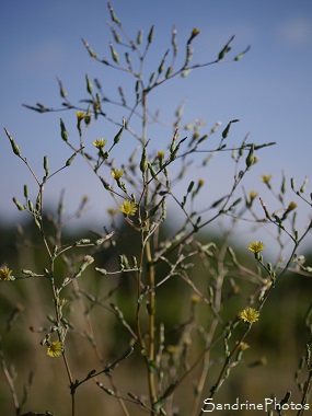 Laitue scariole, Lactuca serriola, Forme integrifolia à feuilles entières épineuses, Jardin, Le Verger, Bouresse 86, Sud-Vienne, Poitou, Biodiversité en région Nouvelle Aquitaine (80)