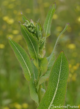 Laitue scariole, Lactuca serriola, Forme integrifolia à feuilles entières épineuses, fleurs sauvages jaunes, Jardin, Le Verger, Bouresse 86, Sud-Vienne, Poitou, Biodiversité en région Nouvelle Aquita