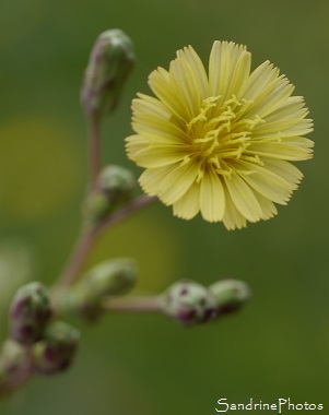 Laitue scariole, Lactuca serriola, Forme integrifolia à feuilles entières épineuses, fleurs sauvages jaunes, Jardin, Le Verger, Bouresse 86, Sud-Vienne, Poitou, Biodiversité en région Nouvelle Aquita