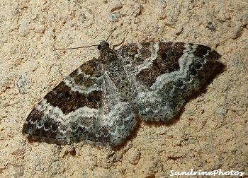 L`Alternée, la Mélanippe de l`alchémille, Epirrhoe alternata, Papillon de nuit, Common Carpet Moth, Geometridae, Bouresse, Poitou-Charentes, France