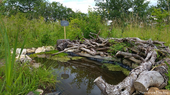 La mare, the pond, Jardin, garden, Le Verger, Refuge LPO, Bouresse, Sud-Vienne 86 (4)