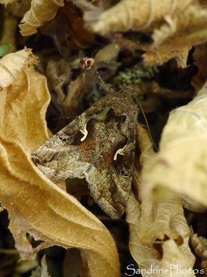 Lambda, Gamma, Autographa gamma-Noctuidae, papillon de nuit, Le Verger, Bouresse (5)