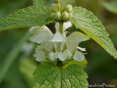 Lamier blanc, Lamium album, Flore de La Planchette, Queaux (50)