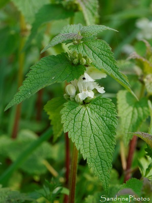 Lamier blanc, Lamium album, Flore de La Planchette, Queaux (53)