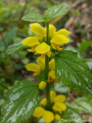 Lamier jaune, Ortie jaune, Lamier doré, Lamiastrum galeobdolon ssp. argentatum, Queaux, bords de la Vienne, Biodiversité du Sud-Vienne 86 (1)