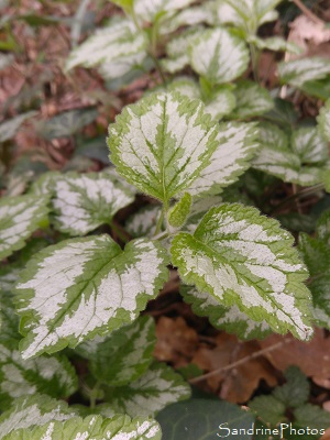 Lamier jaune, Ortie jaune, Lamier doré, Lamiastrum galeobdolon ssp. argentatum, Queaux, bords de la Vienne, Biodiversité du Sud-Vienne 86 (2)