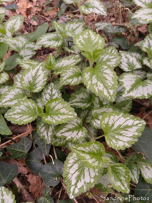 Lamier jaune, Ortie jaune, Lamier doré, Lamiastrum galeobdolon ssp. argentatum, Queaux, bords de la Vienne, Biodiversité du Sud-Vienne 86 (3)