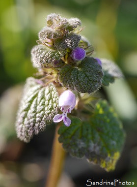 Lamier purpurin, Lamium purpureum, Fleurs sauvages rose à violet, Le Verger, Wild flowers, Jardin, Bouresse 86 (14)