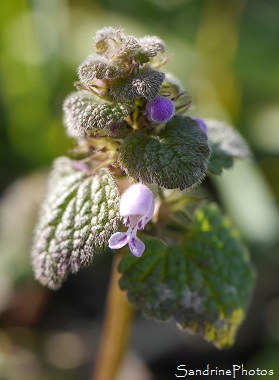 Lamier purpurin, Lamium purpureum, Fleurs sauvages rose à violet, Le Verger, Wild flowers, Jardin, Bouresse 86 (14)
